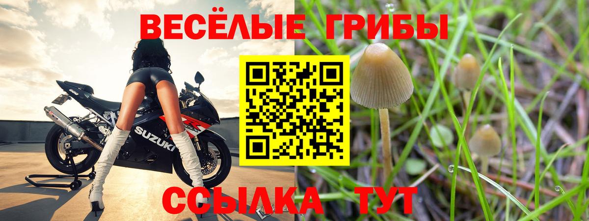 Псилоцибиновые грибы Psilocybine cubensis Кубинка
